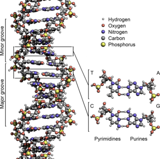 Estrutura de um DNA