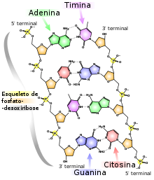 Estrutura quimica do DNA